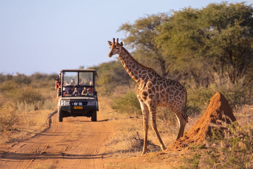 Everything You Need to Know About Safari Insurance