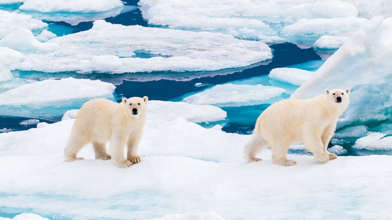 Best Wildlife Sanctuaries Around The World Best Wildlife Sanctuaries Around The World